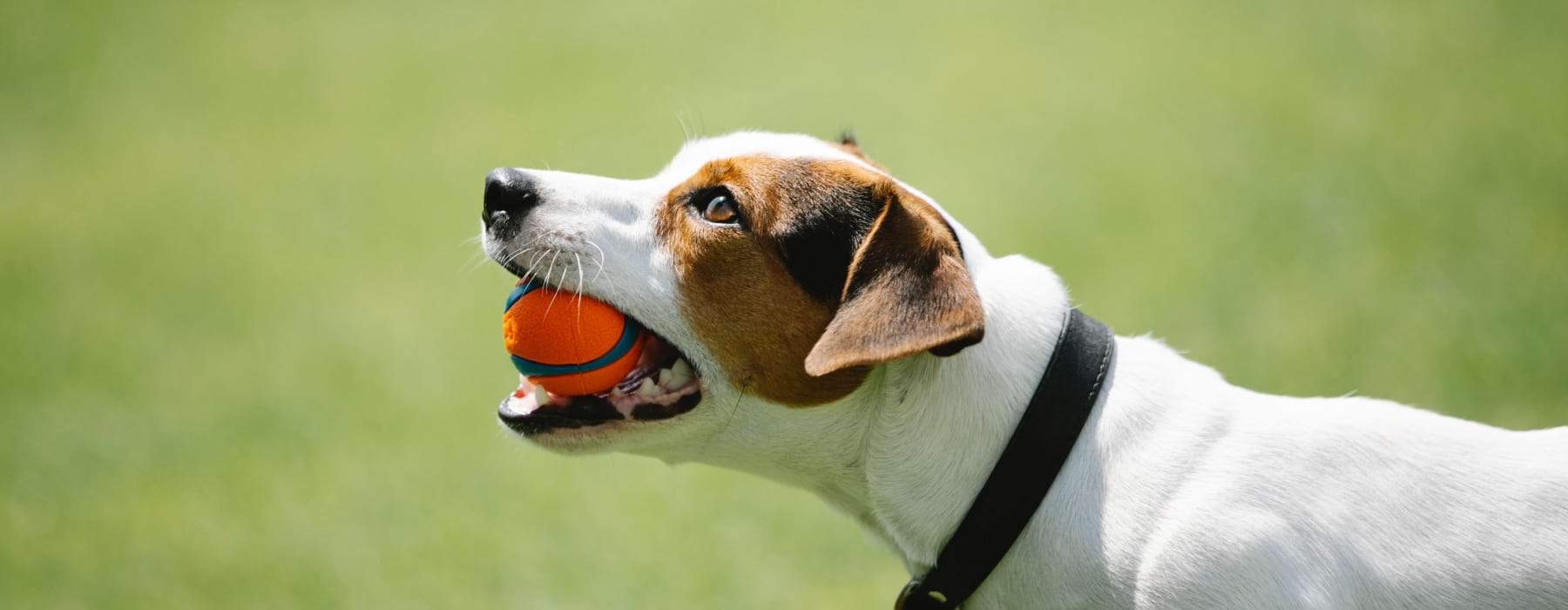 dog with ball in his mouth