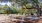 picnic area with grill under massive tree